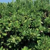 WILLEMSE FRANCE - Pittosporum tobira - le pot / 2l / hauteur livrée 25-30cm, vendu par lot de 2