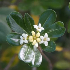 WILLEMSE FRANCE - Pittosporum tobira - le pot / 2l / hauteur livrée 25-30cm, vendu par lot de 2