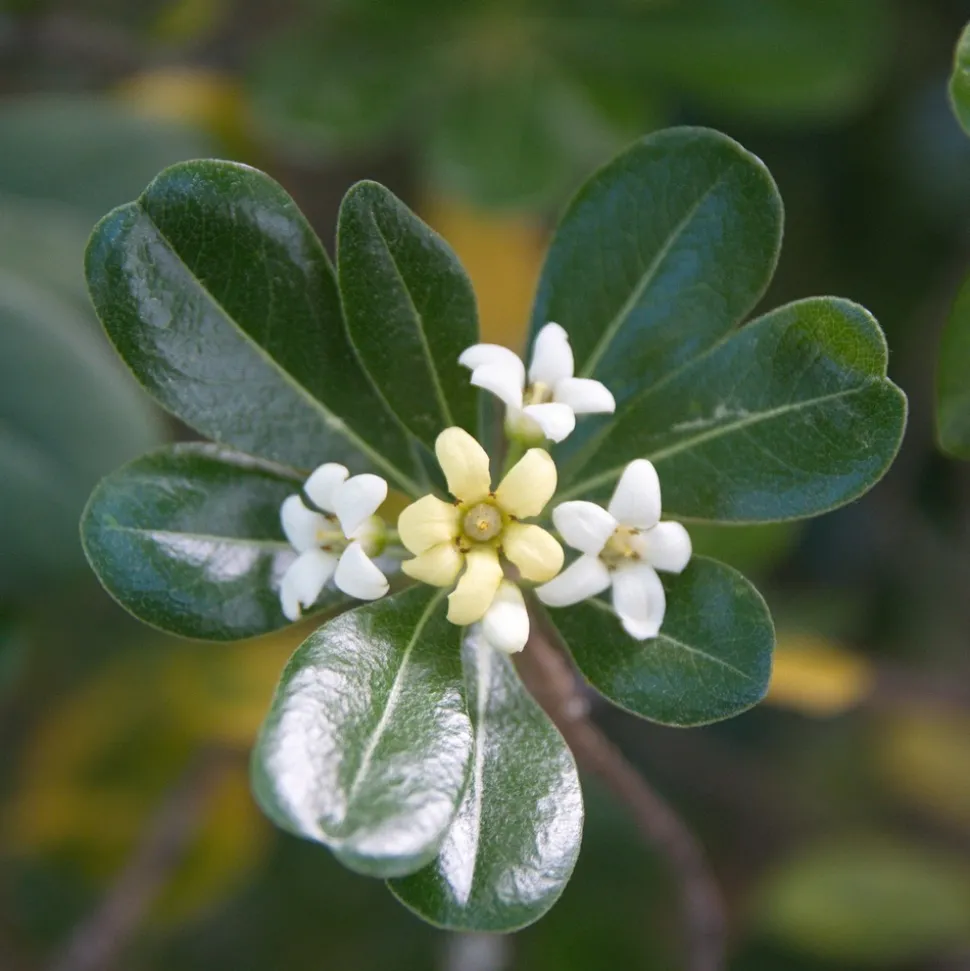 WILLEMSE FRANCE - Pittosporum tobira - le pot / 2l / hauteur livrée 25-30cm, vendu par lot de 2