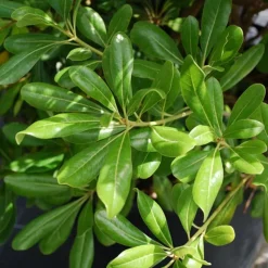 WILLEMSE FRANCE - Pittosporum tobira - le pot / 2l / hauteur livrée 25-30cm, vendu par lot de 2