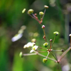 WILLEMSE FRANCE - Plantain d'eau lancéolé - le pot / ø 9cm