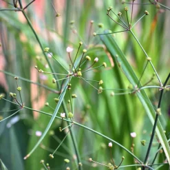 WILLEMSE FRANCE - Plantain d'eau lancéolé - le pot / ø 9cm