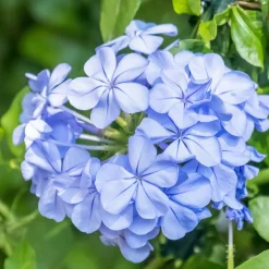 WILLEMSE FRANCE - Plumbago - le pot / ø 9cm