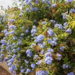 WILLEMSE FRANCE - Plumbago - le pot / ø 9cm