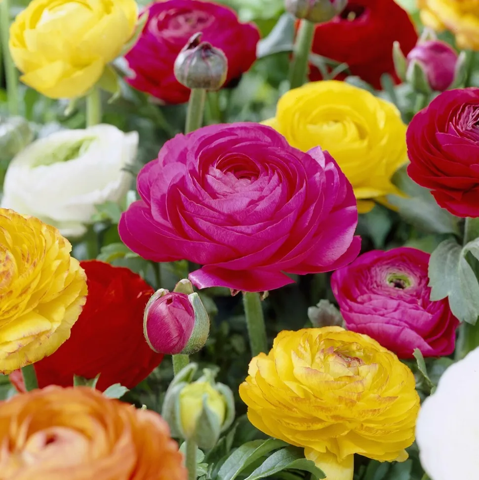 WILLEMSE FRANCE - Renoncules en mélange - le sachet de 10 bulbes / circonférence 4-5cm, vendu par lot de 10