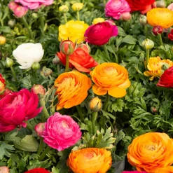 WILLEMSE FRANCE - Renoncules en mélange - le sachet de 10 bulbes / circonférence 4-5cm, vendu par lot de 2