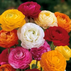 WILLEMSE FRANCE - Renoncules en mélange - le sachet de 10 bulbes / circonférence 4-5cm, vendu par lot de 2