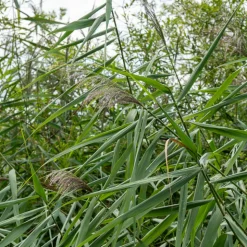 WILLEMSE FRANCE - Roseau commun - le pot / ø 9cm