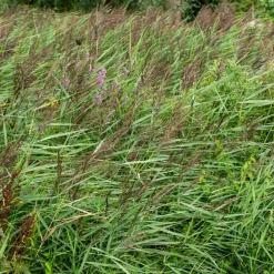 WILLEMSE FRANCE - Roseau commun - le pot / ø 9cm