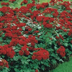 WILLEMSE FRANCE - Rosier à massif lilli marleen - le paquet de 3 racines nues / 3 branches