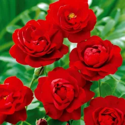 WILLEMSE FRANCE - Rosier à massif lilli marleen - le paquet de 3 racines nues / 3 branches