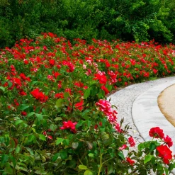 WILLEMSE FRANCE - Rosier à massif rouge - la pièce en racine nue / 2+ branches, vendu par lot de 2