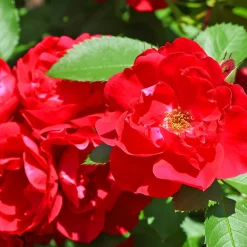 WILLEMSE FRANCE - Rosier à massif rouge - la pièce en racine nue / 2+ branches, vendu par lot de 2