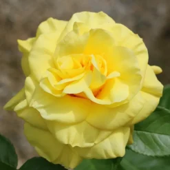 WILLEMSE FRANCE - Rosier à massif jaune - la pièce en racine nue / 2+ branches