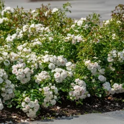 WILLEMSE FRANCE - Rosier à massif iceberg - la pièce en racine nue / 3+ branches
