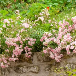WILLEMSE FRANCE - Rosier à massif the fairy - le paquet de 2 racines nues / 3 branches