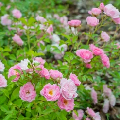 WILLEMSE FRANCE - Rosier à massif the fairy - le paquet de 2 racines nues / 3 branches