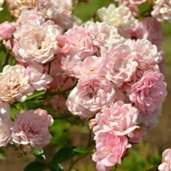 WILLEMSE FRANCE - Rosier à massif the fairy - le paquet de 2 racines nues / 3 branches