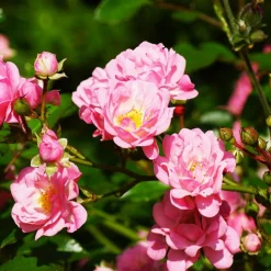 WILLEMSE FRANCE - Rosier à massif the fairy - le paquet de 2 racines nues / 3 branches