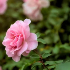 WILLEMSE FRANCE - Rosier à massif rose - la pièce en racine nue / 2+ branches