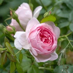 WILLEMSE FRANCE - Rosier anglais her's ausgreen ® - la motte / 3+ branches, vendu par lot de 2