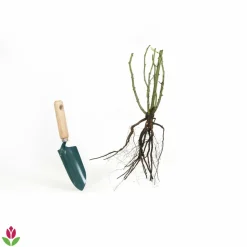 WILLEMSE FRANCE - Rosier anglais her's ausgreen ® - la motte / 3+ branches, vendu par lot de 2