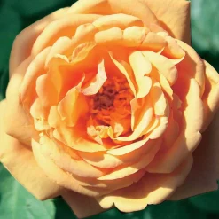 WILLEMSE FRANCE - Rosier anglais charlie ausgreen ® - la motte / 3+ branches