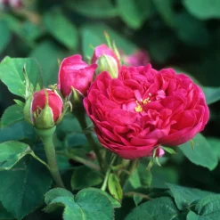 WILLEMSE FRANCE - Rosier ancien rose de rescht - le pot / 4l / hauteur livrée 15-40cm