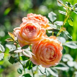 WILLEMSE FRANCE - Rosier anglais lady of shalott - le pot / 4l / hauteur livrée 15-40cm