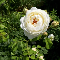 WILLEMSE FRANCE - Rosier anglais claire austin® - le pot / 4l / hauteur livrée 15-40cm