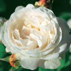 WILLEMSE FRANCE - Rosier anglais ausgreen's winner ® - la motte / 3+ branches