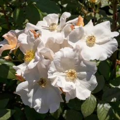 WILLEMSE FRANCE - Rosier arbustif sally holmes - le pot / 4l / hauteur livrée 15-40cm