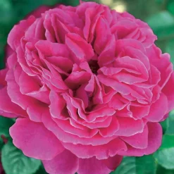 WILLEMSE FRANCE - Rosier anglais fish ausgreen ® - la pièce en racine nue / 3+ branches