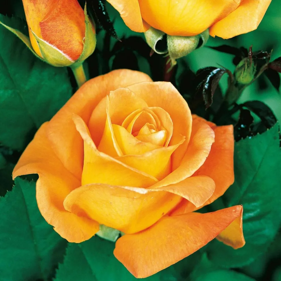 WILLEMSE FRANCE - Rosier buisson whisky - la motte / 3+ branches