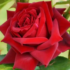 WILLEMSE FRANCE - Rosier buisson grande amore ® - la pièce en racine nue / 3+ branches