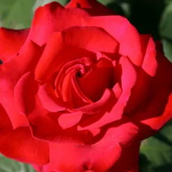 WILLEMSE FRANCE - Rosier buisson grande amore ® - la pièce en racine nue / 3+ branches