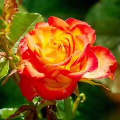 WILLEMSE FRANCE - Rosier buisson bicolore - la pièce en racine nue / 2+ branches, vendu par lot de 2