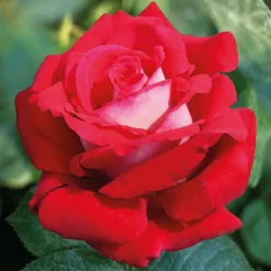 WILLEMSE FRANCE - Rosier buisson osiria - la motte / 3+ branches