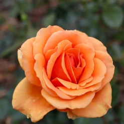 WILLEMSE FRANCE - Rosier buisson whisky - la pièce en racine nue / 3+ branches, vendu par lot de 2