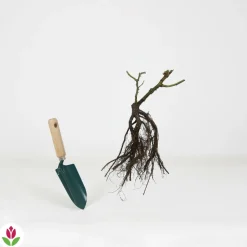 WILLEMSE FRANCE - Rosier buisson rose - la pièce en racine nue / 2+ branches, vendu par lot de 2