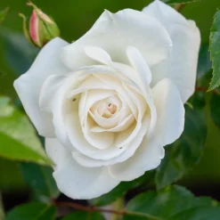 WILLEMSE FRANCE - Rosier buisson blanc - la pièce en racine nue / 2+ branches, vendu par lot de 2