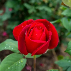 WILLEMSE FRANCE - Rosier buisson mr lincoln - la pièce en racine nue / 3+ branches