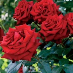 WILLEMSE FRANCE - Rosier buisson rouge vif - la pièce en racine nue / 2+ branches