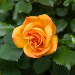 WILLEMSE FRANCE - Rosier buisson whisky - la motte / 3+ branches, vendu par lot de 2