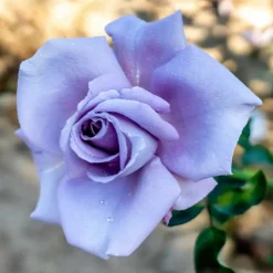 WILLEMSE FRANCE - Rosier buisson lune bleue - la motte / 3+ branches, vendu par lot de 2