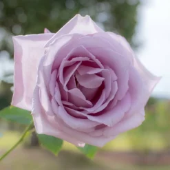 WILLEMSE FRANCE - Rosier buisson lune bleue - la motte / 3+ branches, vendu par lot de 2