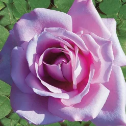 WILLEMSE FRANCE - Rosier buisson lune bleue - la motte / 3+ branches, vendu par lot de 2