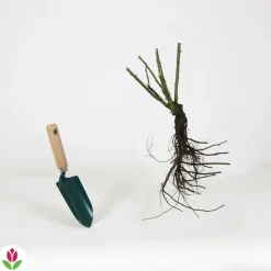 WILLEMSE FRANCE - Rosier buisson lune bleue - la motte / 3+ branches, vendu par lot de 2