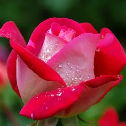 WILLEMSE FRANCE - Rosier buisson osiria - la motte / 3+ branches, vendu par lot de 2