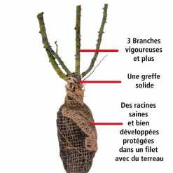 WILLEMSE FRANCE - Rosier buisson arthur bell - la motte / 3+ branches
